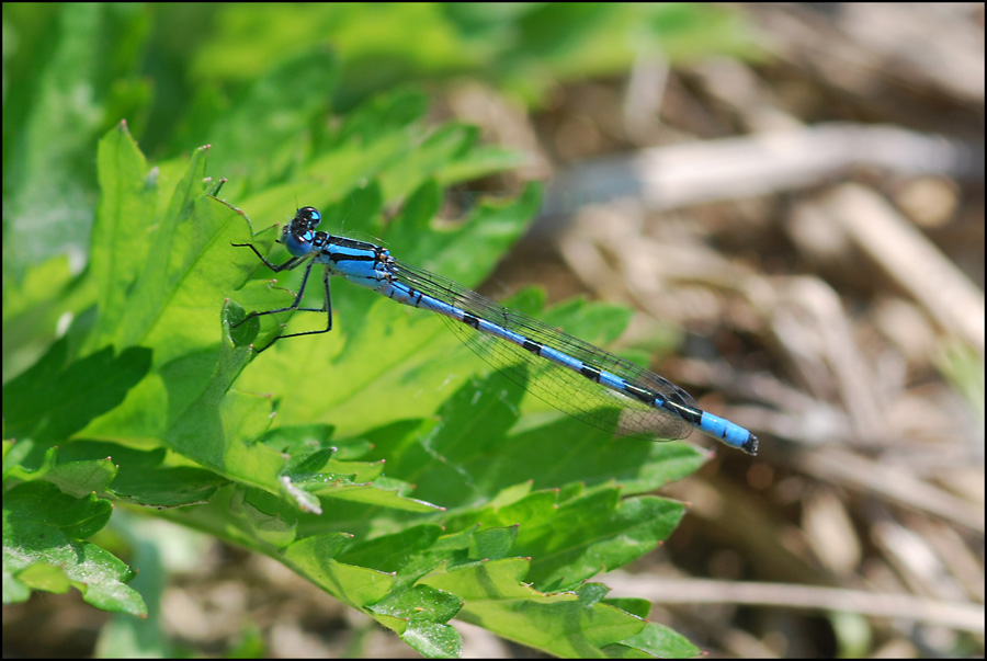 libellula 3: maschio Enallagma cyathigerum